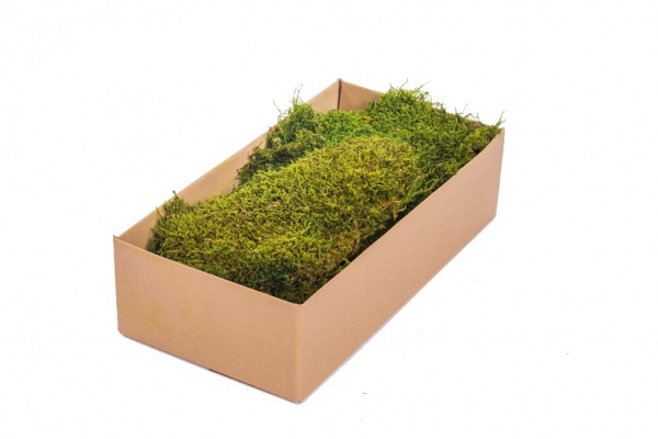 Preserved Polar Flat Moss Light Green 100g Box